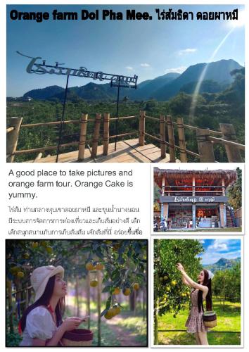 a collage of pictures of an orange farm doll film mess at Bua Patumma Resort in Mae Sai