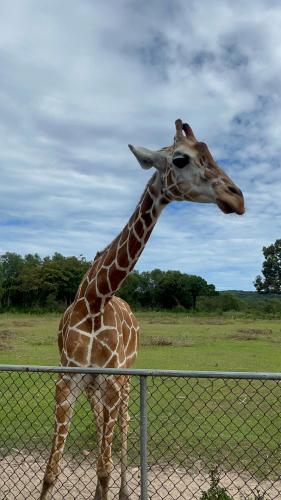 a giraffe standing next to a fence at The Beach House Ocam Ocam in Busuanga
