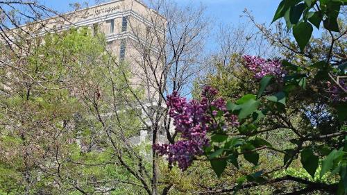 a tree with purple flowers in front of a building at Hotel Lifort Sapporo in Sapporo