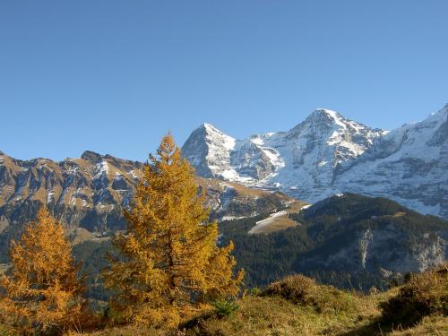 a tree on a hill with mountains in the background at Valley Hostel in Lauterbrunnen