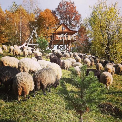 a herd of sheep grazing in a field at Rakhiv Plai in Rakhiv