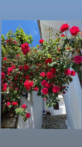 un montón de rosas rojas colgando de una pared blanca en Διαμέρισμα Αγγελική, en Makrinitsa