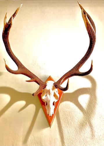 a deer head with antlers on a wall at The Capon Tree Town House in Jedburgh
