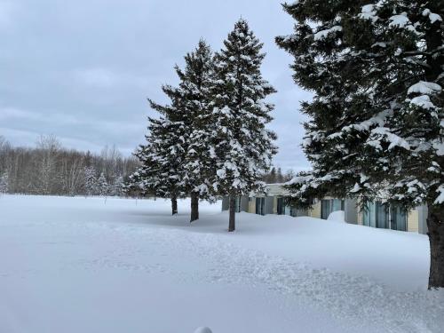 a group of trees in a snow covered field at Ambassador Motel in Sault Ste. Marie
