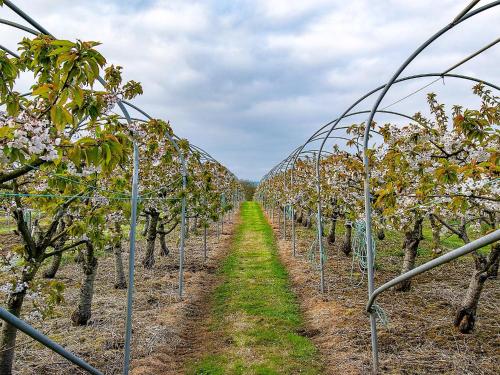 a row of apple trees in an orchard at Cherry Lodge in Godshill