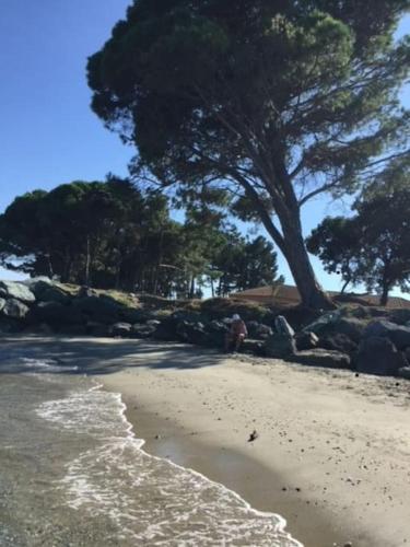 a person standing on a beach near a tree at Appartement tout confort 2-4 pers 500 m de la plage avec piscine et wifi in Santa-Maria-Poggio
