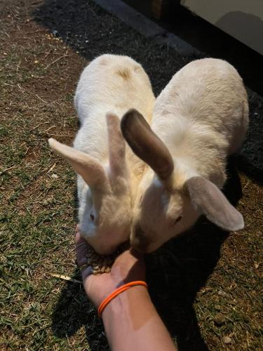 two rabbits eating food from a persons hand at Pousada Flores em Vida in Olímpia