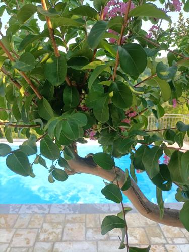 Πισίνα στο ή κοντά στο B&B VILLA GINEVRA