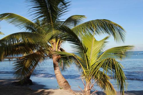 two palm trees on a sandy beach near the ocean at Courbaril Résidence in Les Trois-Îlets