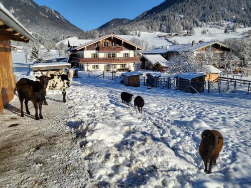 un grupo de vacas caminando en la nieve en Gästehaus Hinterponholz, en Ramsau