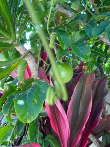 a pink flower on a tree with green leaves at Private Suite Nautilus Beach Front Resort in Coffs Harbour