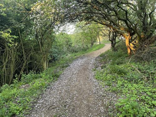 a dirt road in the middle of a forest at Seascape Apartment in Filey