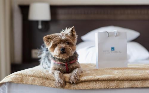a small dog sitting on top of a bed at Hotel Lambert Medical Spa in Ustronie Morskie