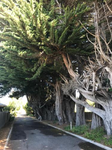 a row of trees on the side of a road at Silwood Apartment fully self contained with Kitchen and Laundry in Devonport