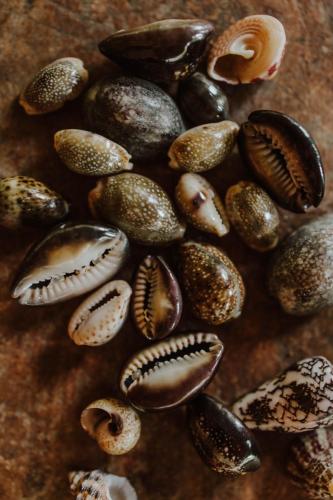 a pile of clams sitting on a table at The Alpha Monkey hotel & Tree house in Tangalle