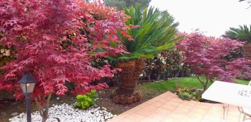 a group of trees with red leaves in a garden at Villa Gaia - Luxury Villa, pool & wellness rooms in Bordighera