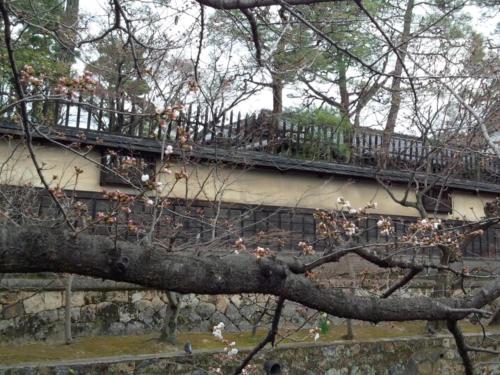 a branch of a tree in front of a building at Yoshii Ryokan in Kurashiki