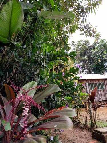a group of plants and flowers in a garden at Casa do Xingú in Leticia