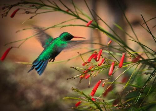 a green hummingbird flying over a red flower at Casa Charlie in Areguá