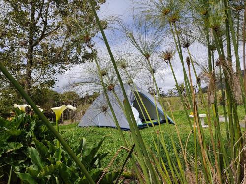 a blue tent in a field with trees and grass at Iwoka Ecoturismo in La Calera