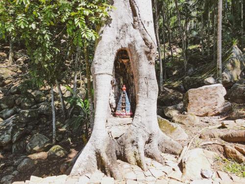 a tree with a small house inside of it at Casas de Vidro - Hospedar com Propósito in Florianópolis
