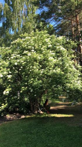 Jardín al aire libre en Grindstugan Högbo