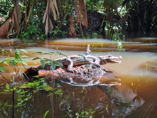 a crocodile laying on a log in the water at Micheck beach house in Tortuguero