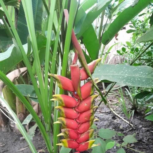 a banana tree with a bunch of red fruits on it at Casa do Xingú in Leticia