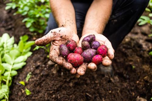 a person holding a bunch of vegetables in the dirt at Upper Humber Settlement a FarmStay B&B in Cormack