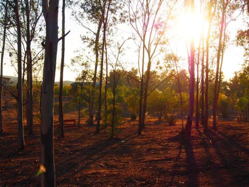 a forest with the sun shining through the trees at Casa Mayoral B&B Pet friendly in Valle de Guadalupe