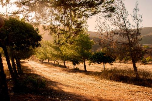 a row of trees on a dirt road at Casa Mayoral B&B Pet friendly in Valle de Guadalupe