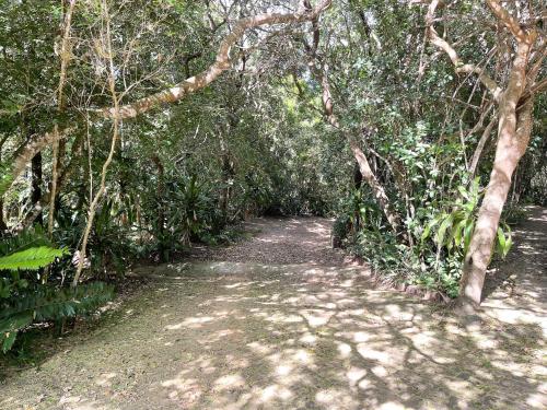a dirt path through a forest with trees at Kangela 8A in Ponta Malongane