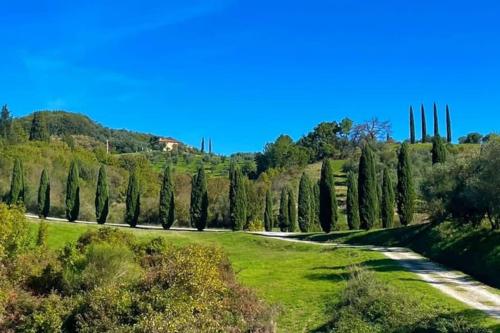 una carretera a través de un campo con cipreses en Rododendro casa sulle colline Toscane vicino San Giminiano, en Castelfalfi