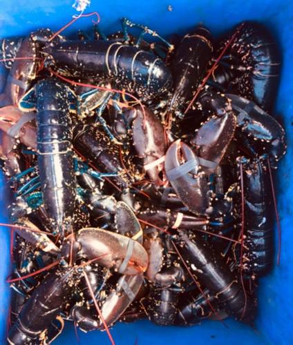 a pile of lobsters in a blue container at Stein Inn in Stein