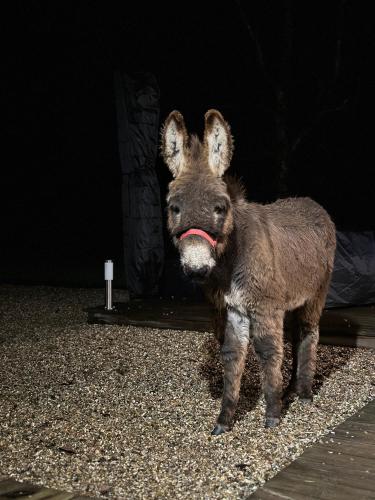 a baby donkey standing in a dark room at Les Gites de Claire in Saint-Gâtien-des-Bois