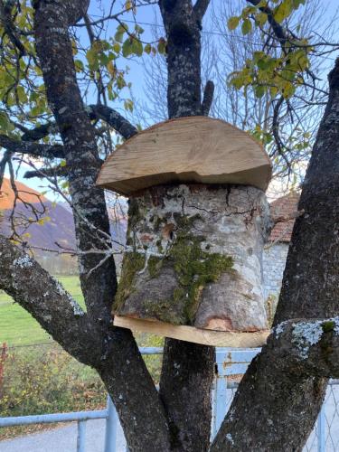 a mushroom on the side of a tree at Casa Illyria in Gusinje