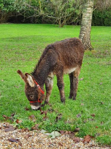 a small donkey eating grass in a field at Les Gites de Claire in Saint-Gâtien-des-Bois