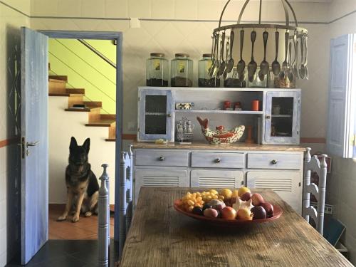 a dog sitting in a kitchen with a table with a bowl of fruit at Baleal, by the sea with swimming pool in Baleal