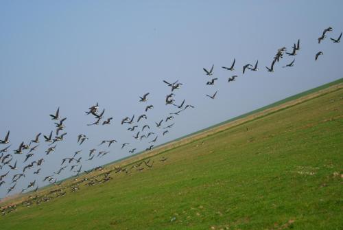 アパートメントの敷地内または近くにいる動物