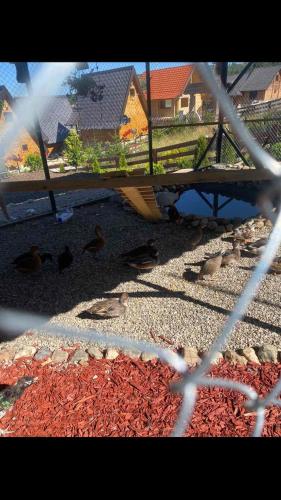 a group of ducks in a fenced in area at Vila Deniri in Zlatibor