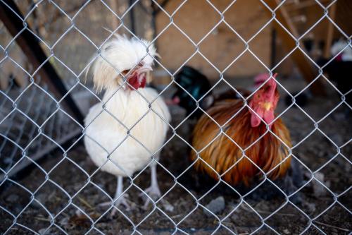 two chickens are standing behind a fence at Vila Deniri in Zlatibor