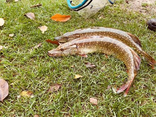 a dead fish laying on the grass at JZ Guest Ranch in Woldenberg Neumark