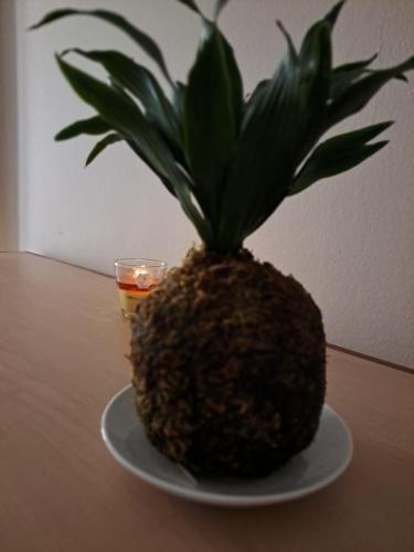 una piña sentada en un plato blanco con una planta en Leonidas apartments en Mendoza