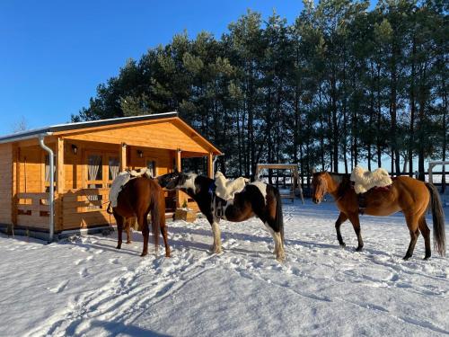 three horses standing in the snow in front of a cabin at JZ Guest Ranch in Woldenberg Neumark