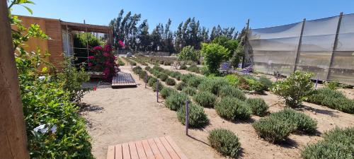 Φωτογραφία από το άλμπουμ του Lavanda del Valle σε Vicuna