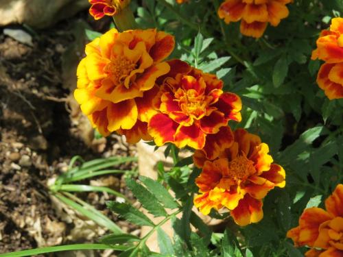 a group of orange and yellow flowers in a garden at Rinconcito Verde in Ujarrás
