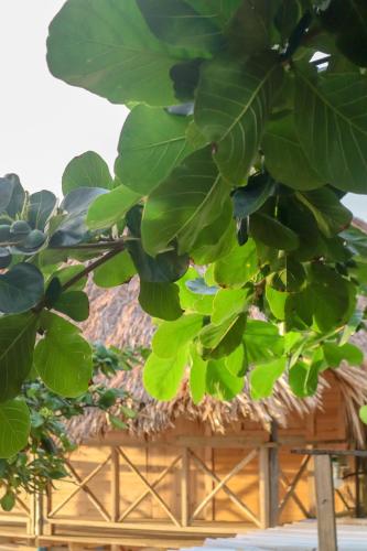 a tree with green leaves in front of a building at Dahlandia in Isla Mucura