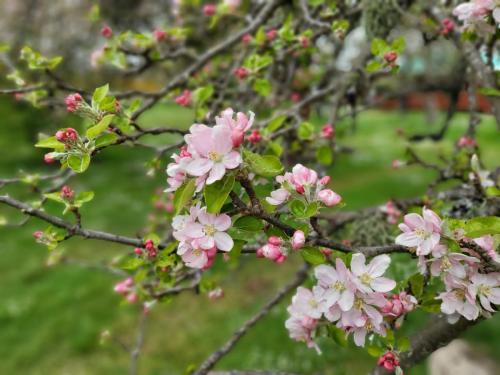 a bunch of pink flowers on a tree branch at Cabañas & Habitaciones Del Alto in Hornopiren