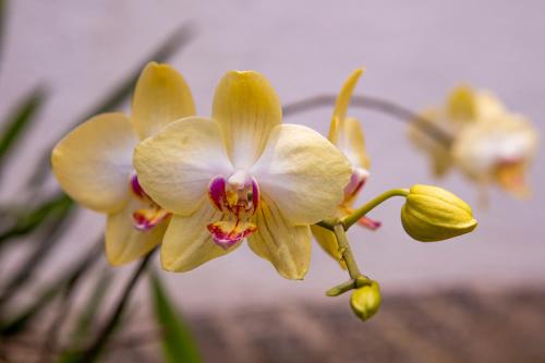 a group of yellow orchid flowers on a plant at Hotel Praia do Portinho in Ilhabela