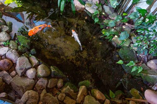 a pond with two kites in the water at Hotel Praia do Portinho in Ilhabela